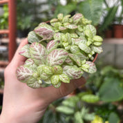 Fittonia Albivenis in a 7 - 9 cm pot at The Watered Garden