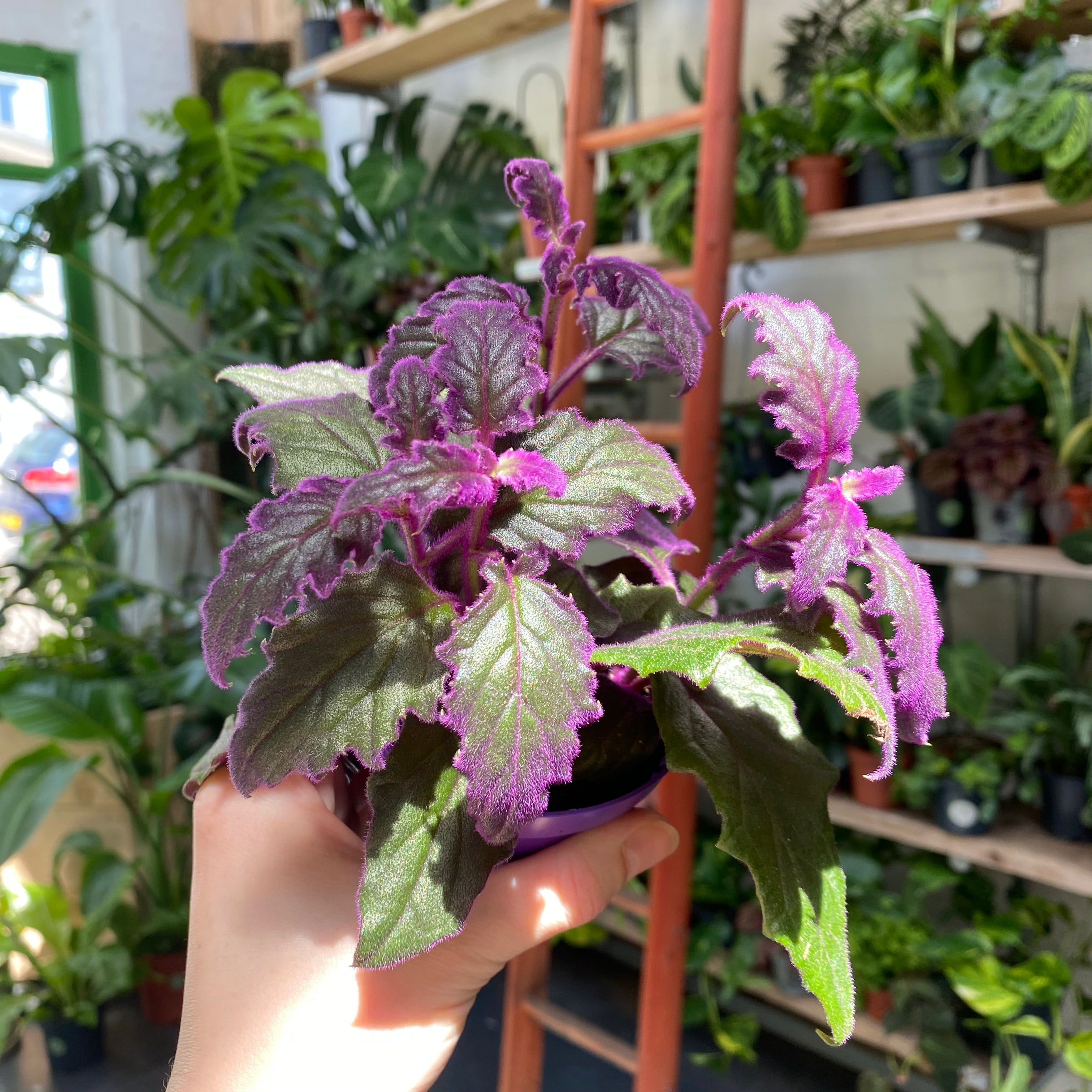 Purple Passion Plant Care Guide for Vibrant Growth