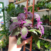 Gynura Aurantiaca in a 7 - 9 cm pot at The Watered Garden