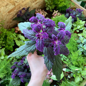 Gynura Aurantiaca in a 7 - 9 cm pot at The Watered Garden
