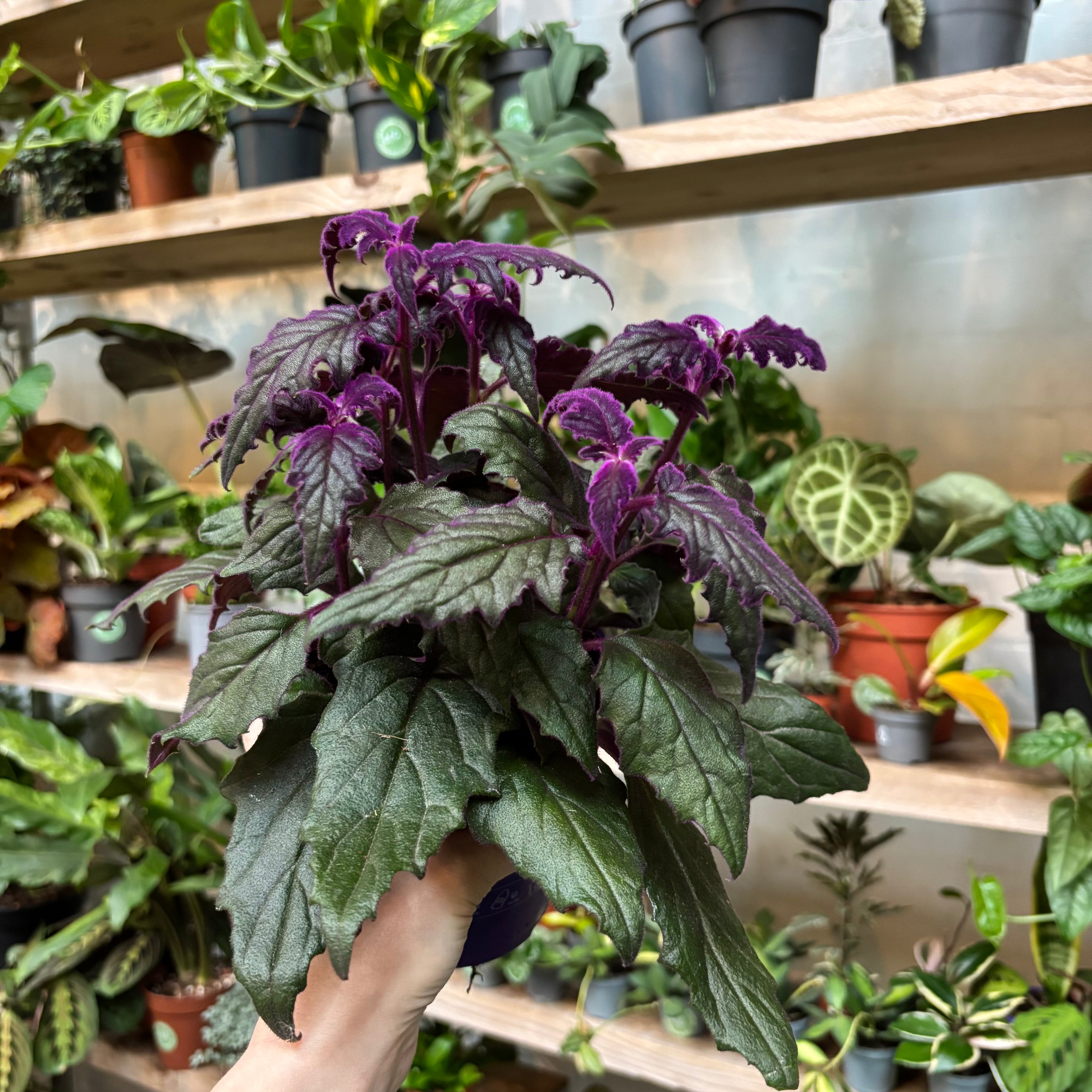 Gynura Aurantiaca in a 11 - 13 cm pot at The Watered Garden