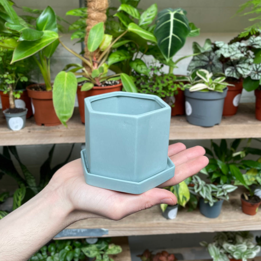 A hand gently supports a hexagonal pale blue ceramic pot, its modern geometric design standing out against the soft greenery of houseplants in the background.