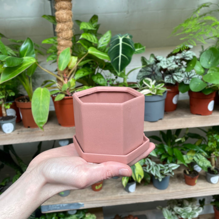 A hand holds a muted pink hexagonal ceramic pot, its unique shape contrasted against the organic forms of various houseplants on a wooden nursery shelf in the background.