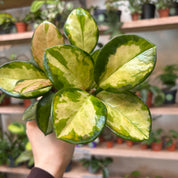 Hoya Australis 'Lisa' in a 9 - 11 cm pot at The Watered Garden