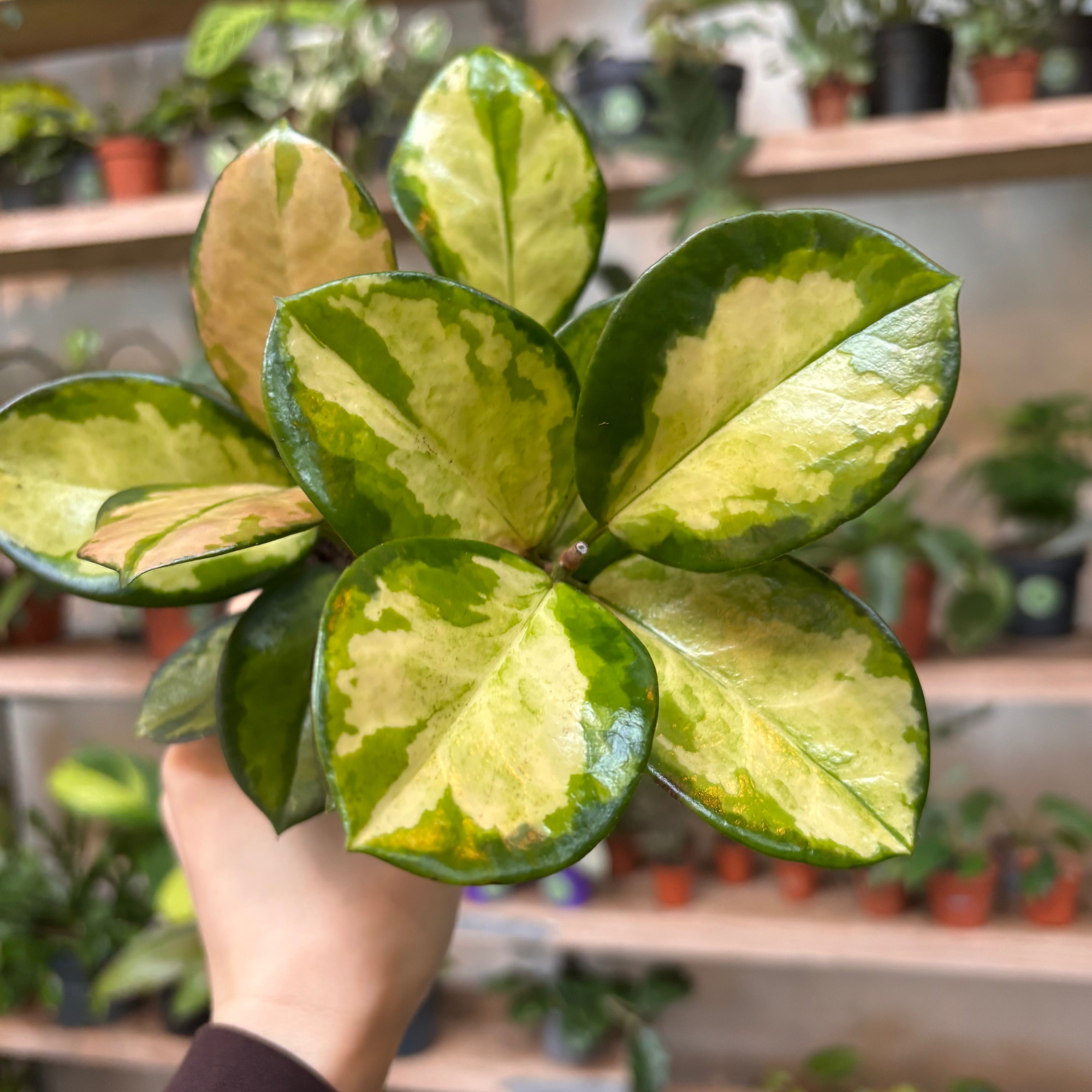 Hoya Australis 'Lisa' in a 9 - 11 cm pot at The Watered Garden