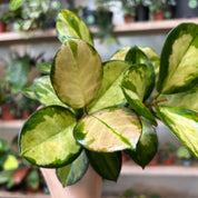 Hoya Australis 'Lisa' in a 9 - 11 cm pot at The Watered Garden
