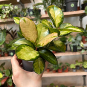 Hoya Australis 'Lisa' in a 9 - 11 cm pot at The Watered Garden