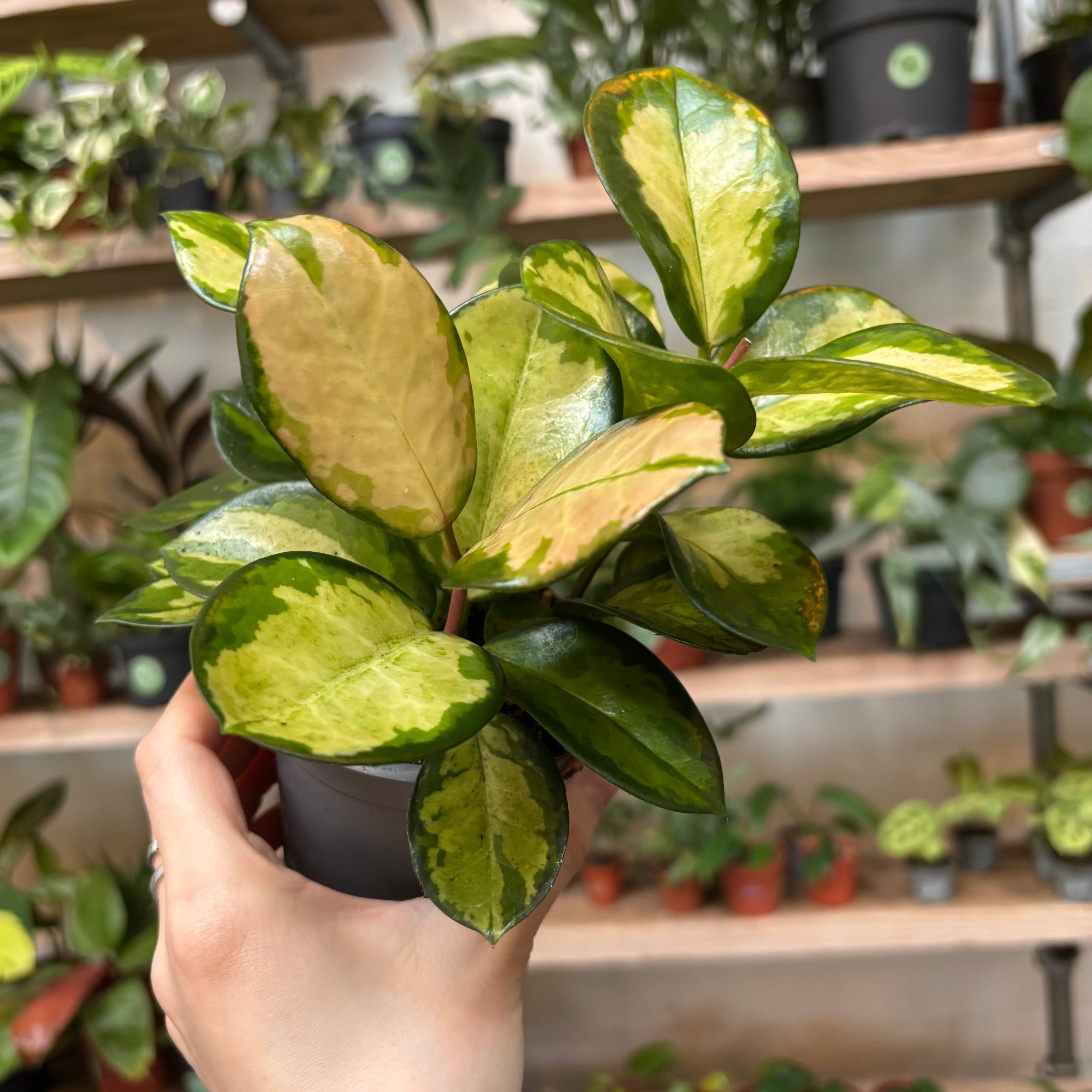 Hoya Australis 'Lisa' in a 9 - 11 cm pot at The Watered Garden