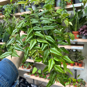 Hoya Bella in a 11 - 13 cm pot at The Watered Garden