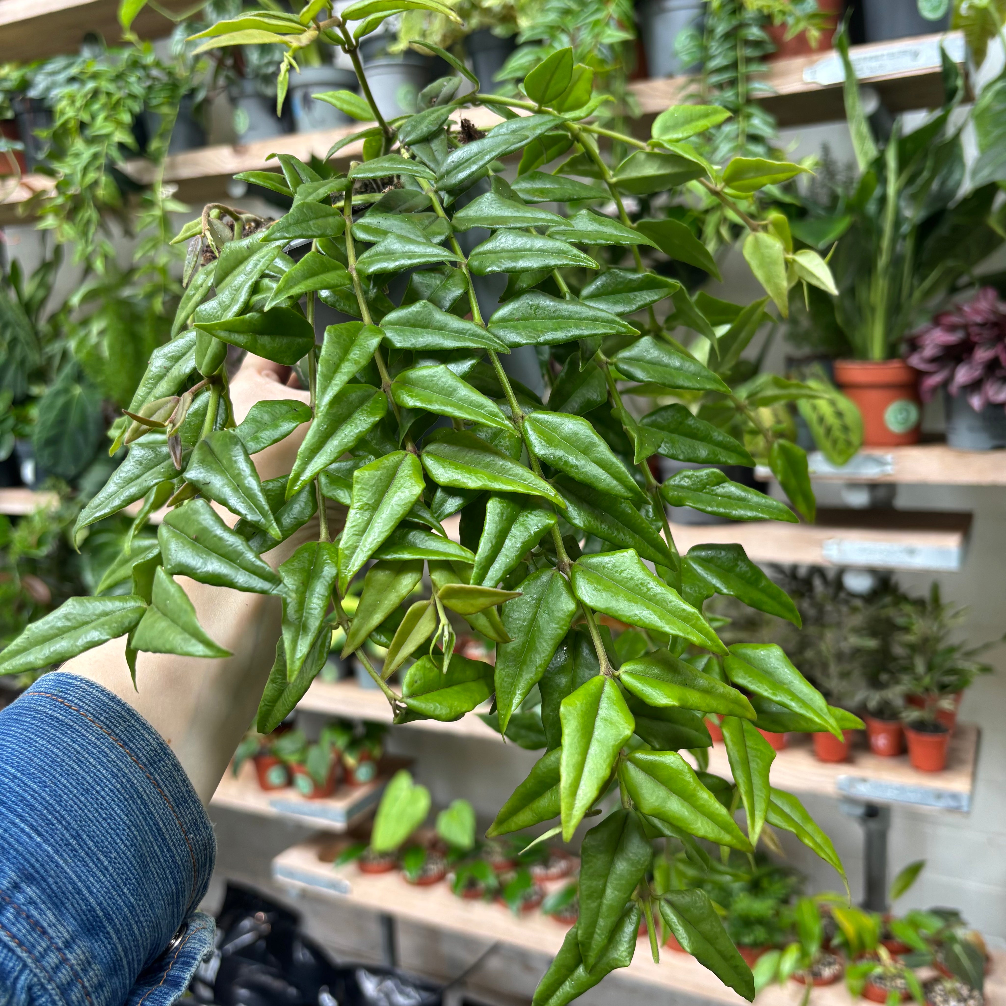 Hoya Bella in a 11 - 13 cm pot at The Watered Garden