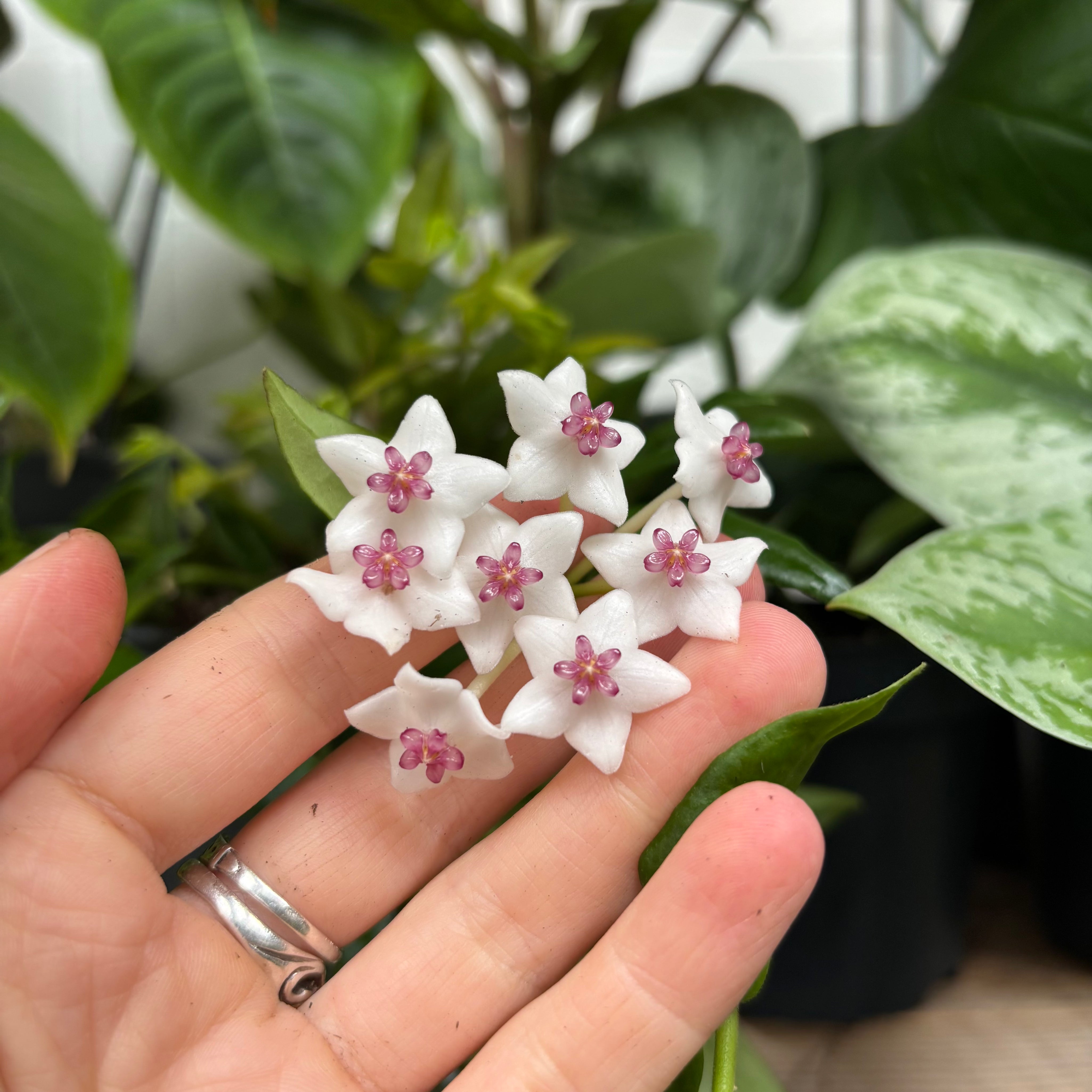 Hoya Bella in a 11 - 13 cm pot at The Watered Garden