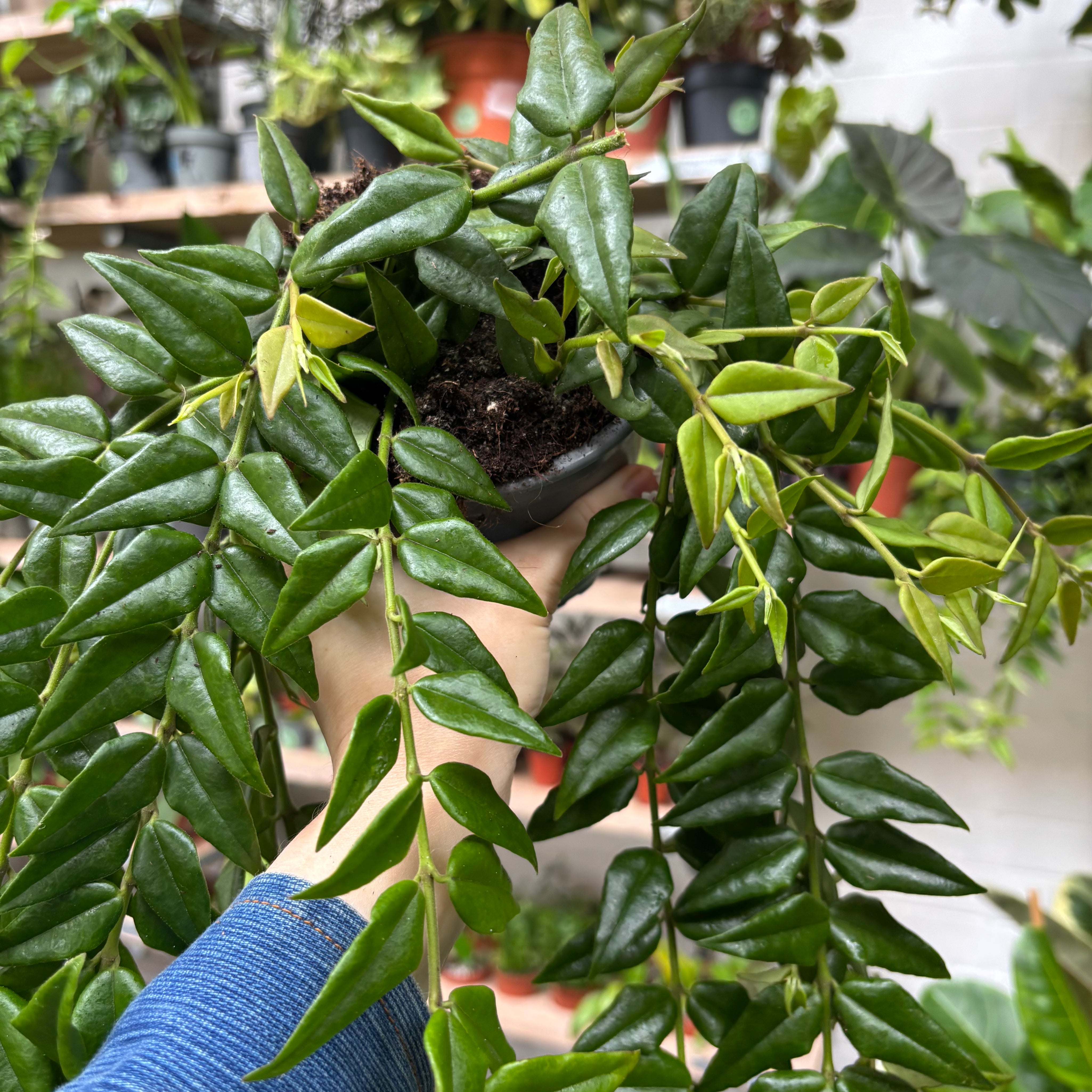 Hoya Bella in a 11 - 13 cm pot at The Watered Garden
