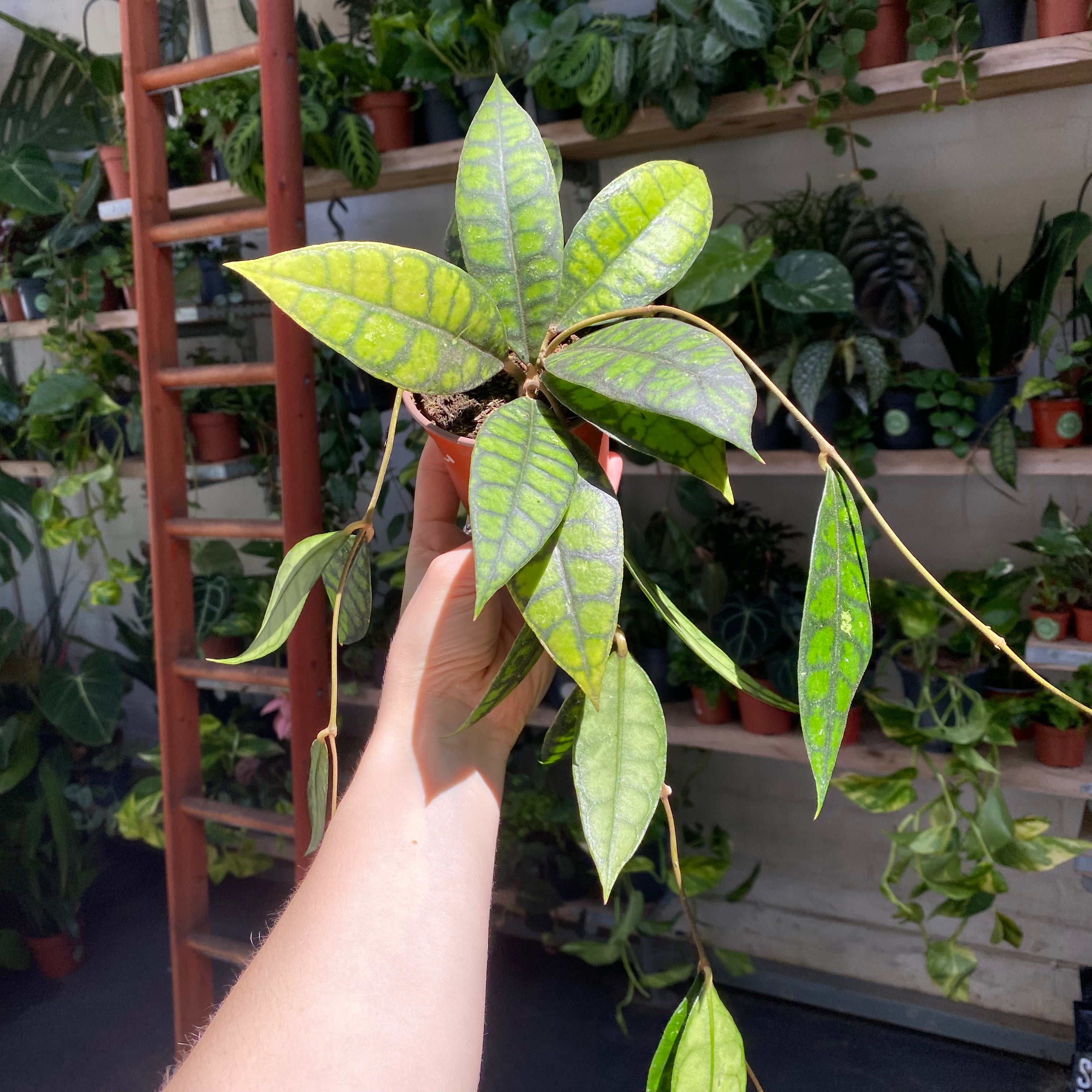 Hoya Callistophylla 'Black Cat' in a 9 - 11 cm pot at The Watered Garden