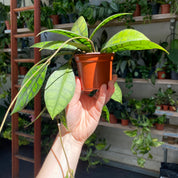 Hoya Callistophylla 'Black Cat' in a 9 - 11 cm pot at The Watered Garden