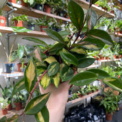 Hoya Carnosa Tricolor in a 11 - 13 cm pot at The Watered Garden