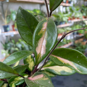 Hoya Carnosa Tricolor in a 11 - 13 cm pot at The Watered Garden