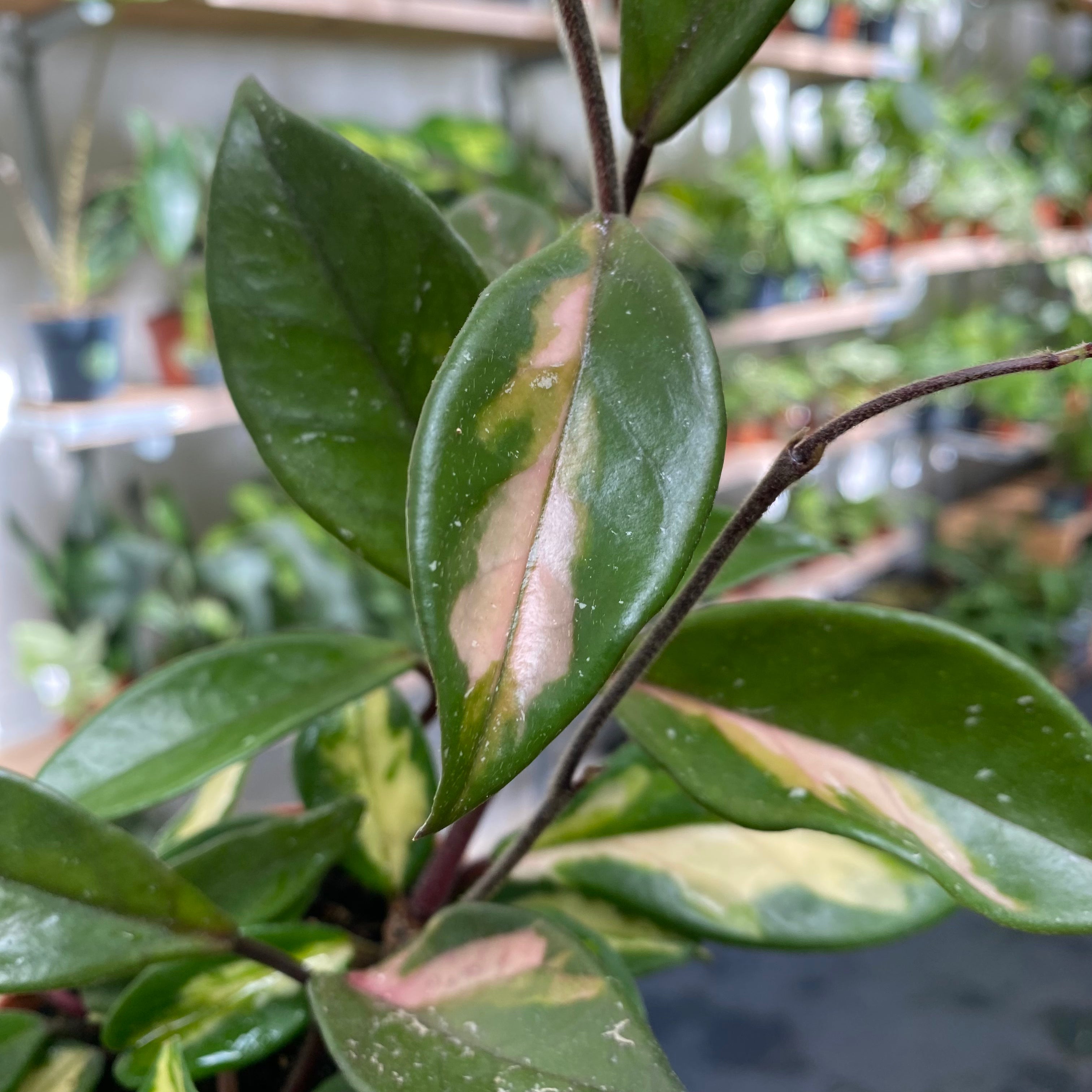 Hoya Carnosa Tricolor in a 11 - 13 cm pot at The Watered Garden