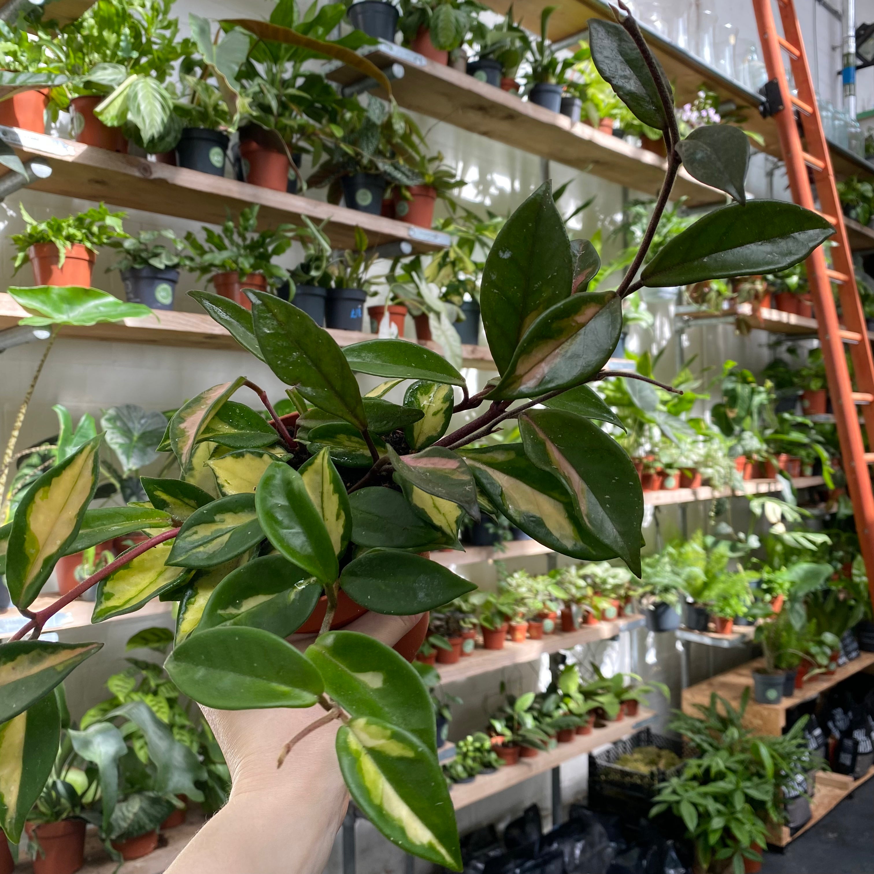 Hoya Carnosa Tricolor in a 11 - 13 cm pot at The Watered Garden
