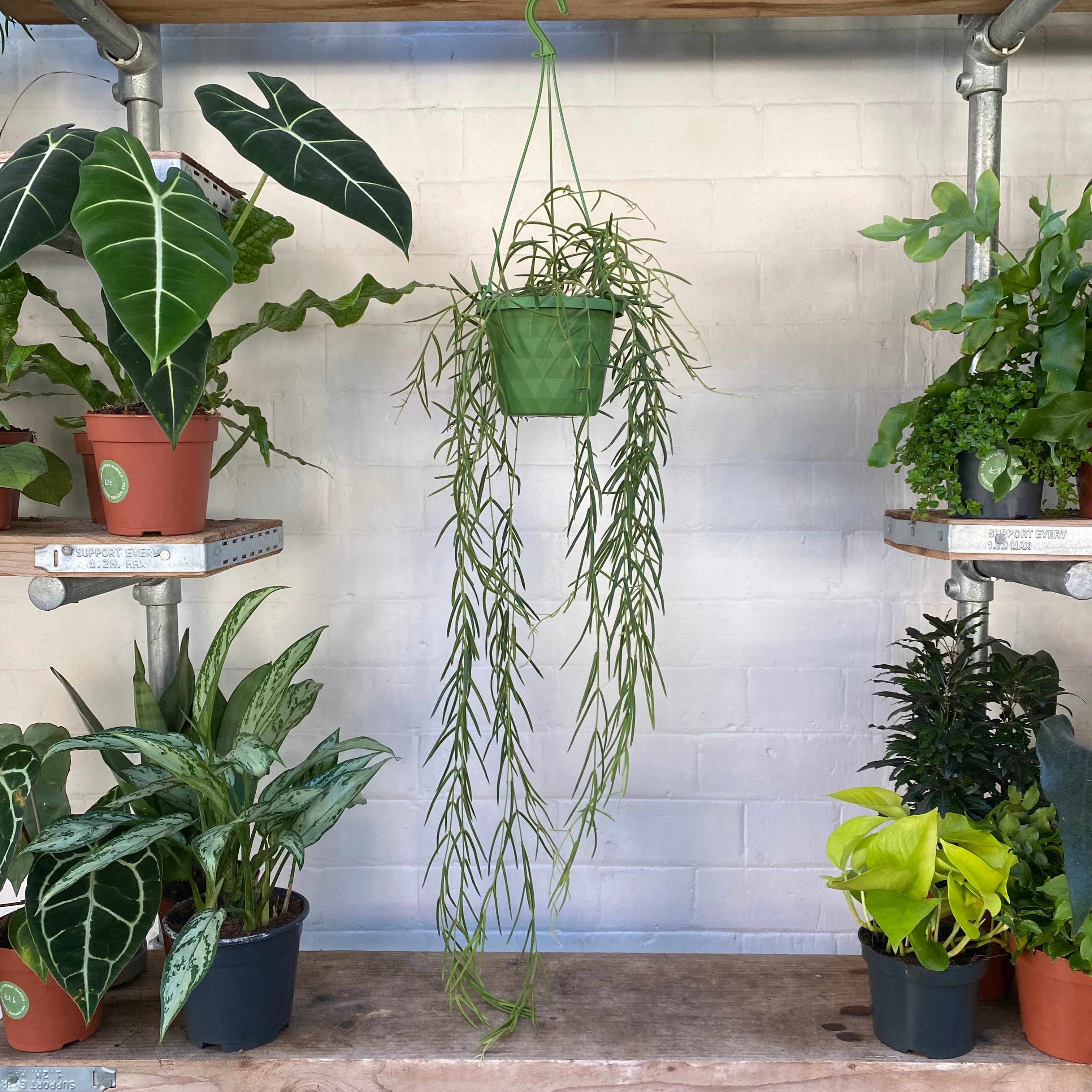 Hoya Linearis in a 13 - 15 cm hanging pot at The Watered Garden