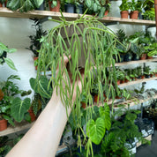 Hoya Linearis in a 9 - 11 cm pot at The Watered Garden