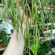 Hoya Linearis in a 9 - 11 cm pot at The Watered Garden