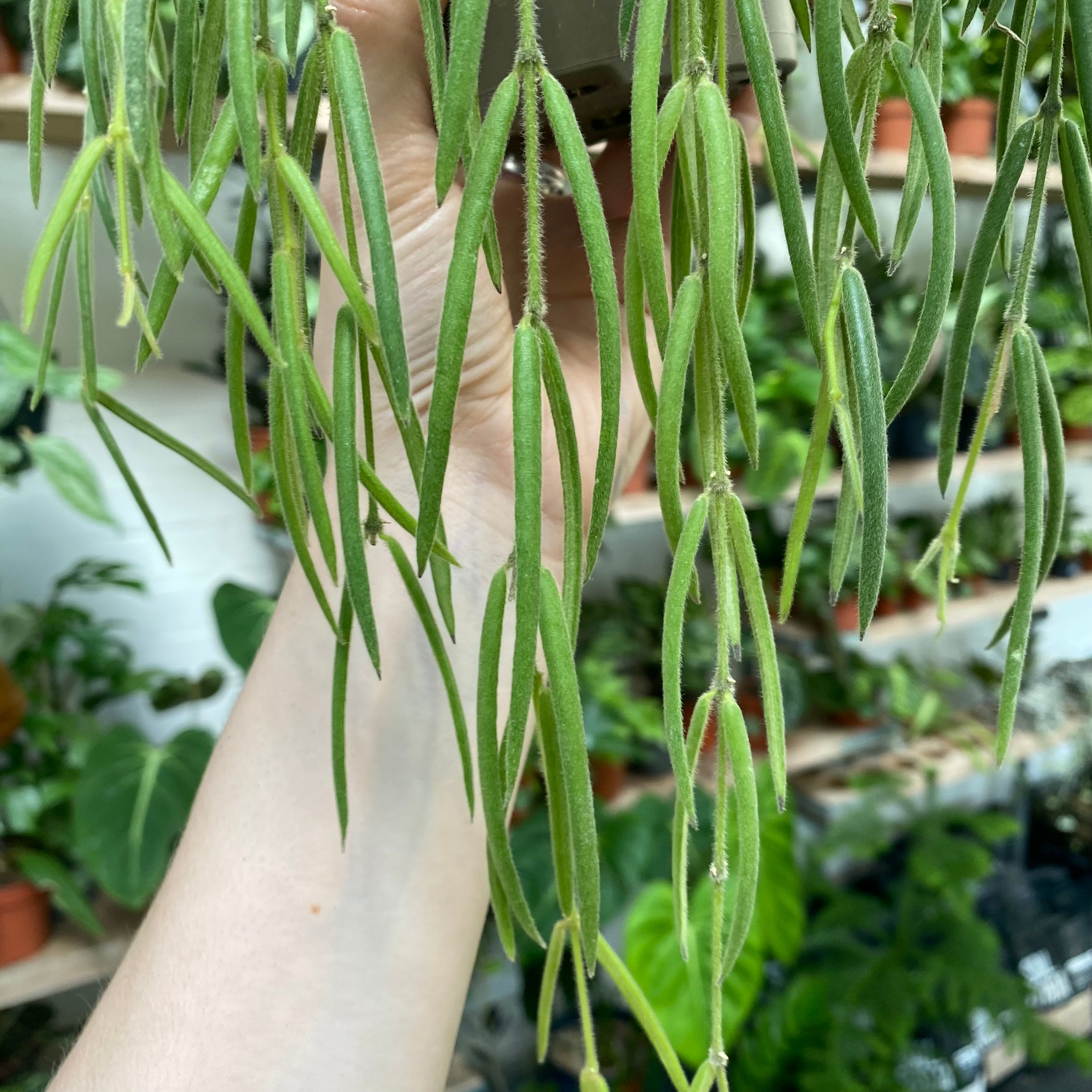 Hoya Linearis in a 9 - 11 cm pot at The Watered Garden