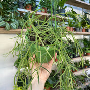 Hoya Linearis in a 11 - 13 cm hanging pot at The Watered Garden