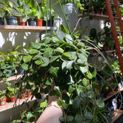 Hoya Mathilde in a 13 - 15 cm hanging pot at The Watered Garden