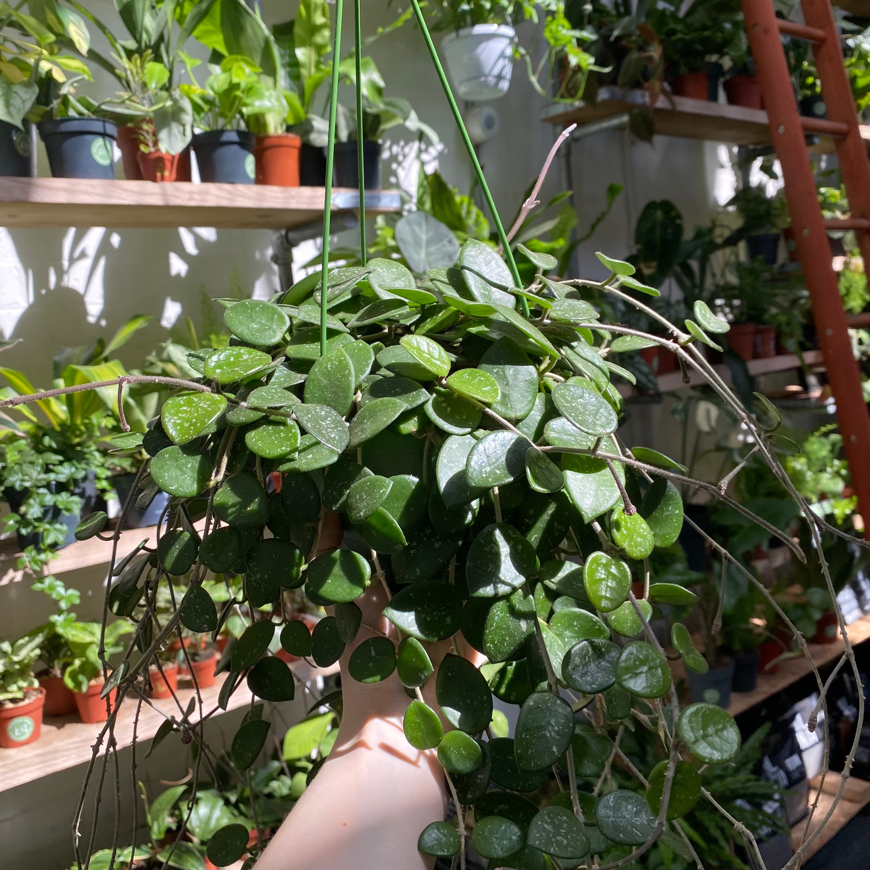 Hoya Mathilde in a 13 - 15 cm hanging pot at The Watered Garden