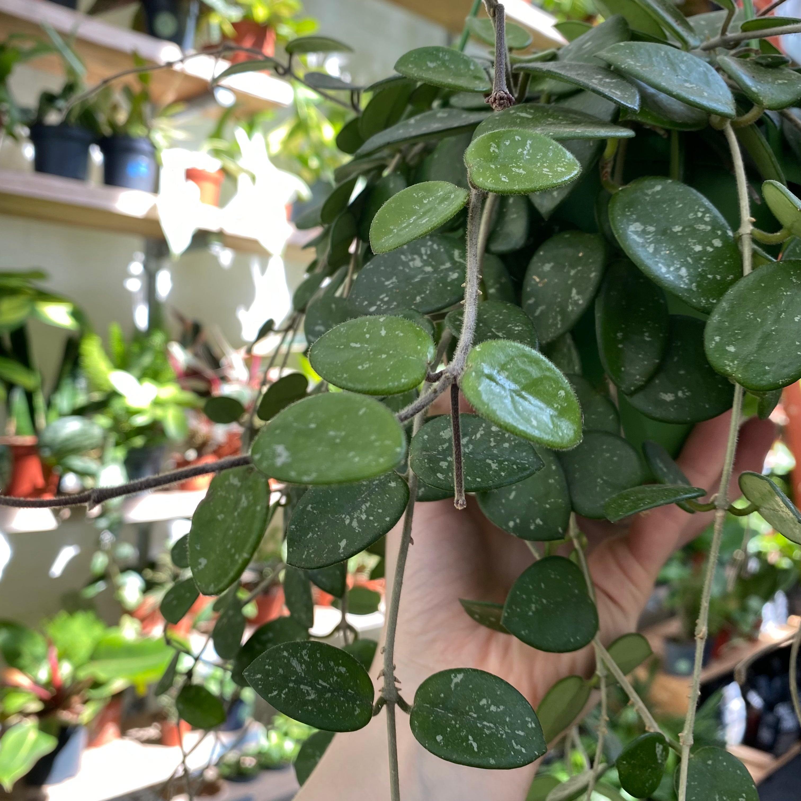 Hoya Mathilde in a 13 - 15 cm hanging pot at The Watered Garden