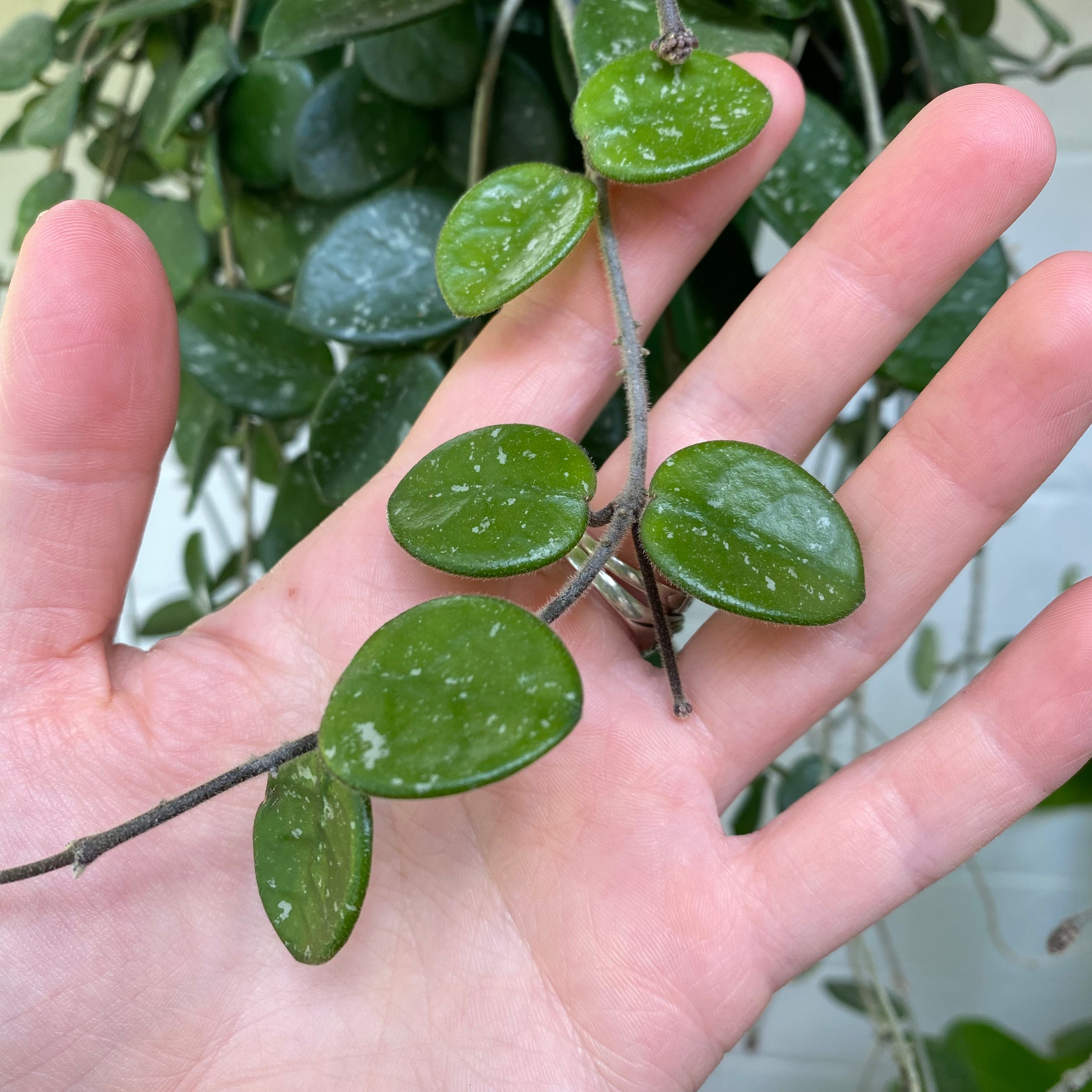 Hoya Mathilde in a 13 - 15 cm hanging pot at The Watered Garden