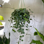 Hoya Mathilde in a 13 - 15 cm hanging pot at The Watered Garden