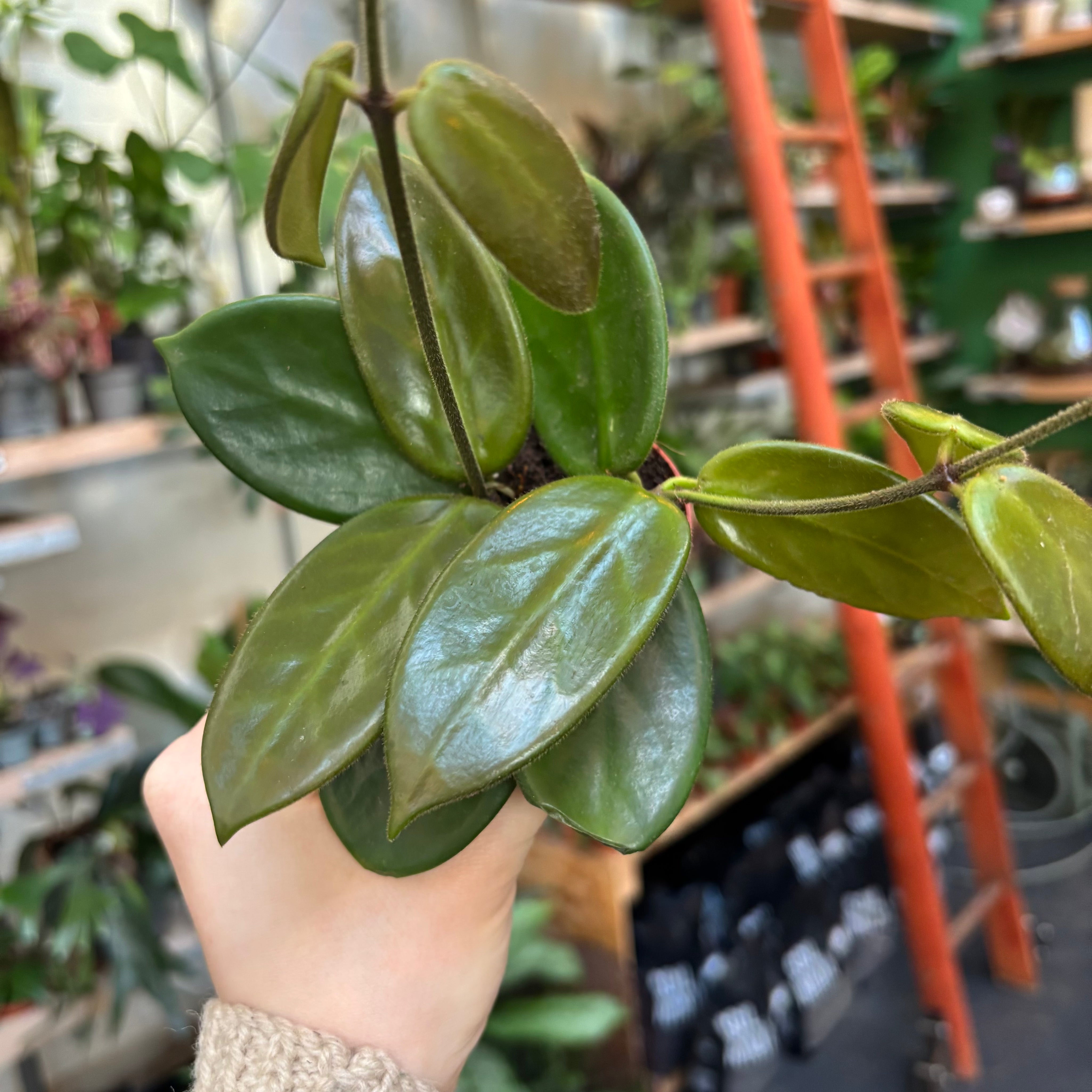 Hoya Vangviengiensis in a 5 - 7 cm pot at The Watered Garden
