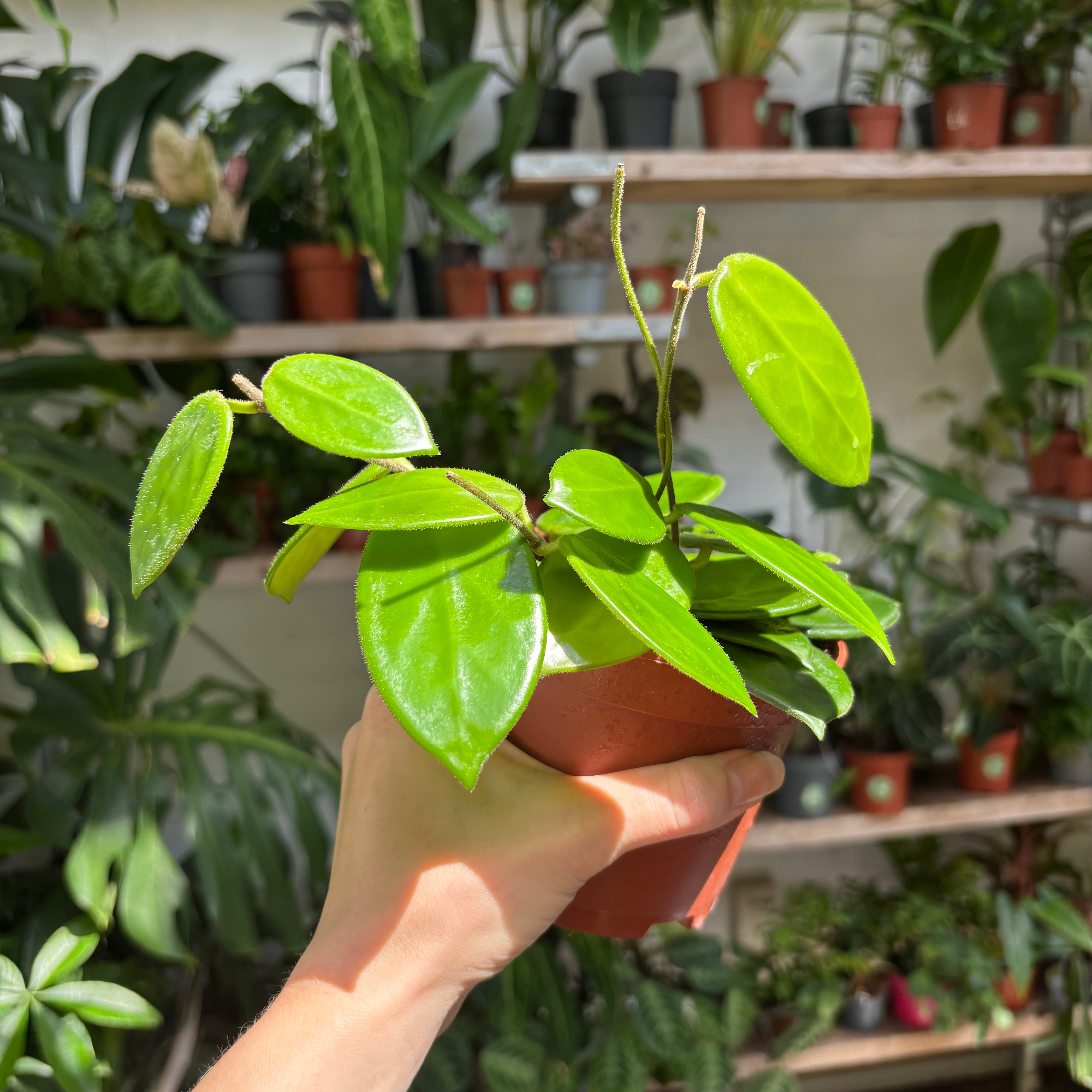 Hoya Vangviengiensis in a 11 - 13 cm pot at The Watered Garden
