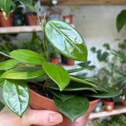 Hoya Vangviengiensis in a 11 - 13 cm pot at The Watered Garden