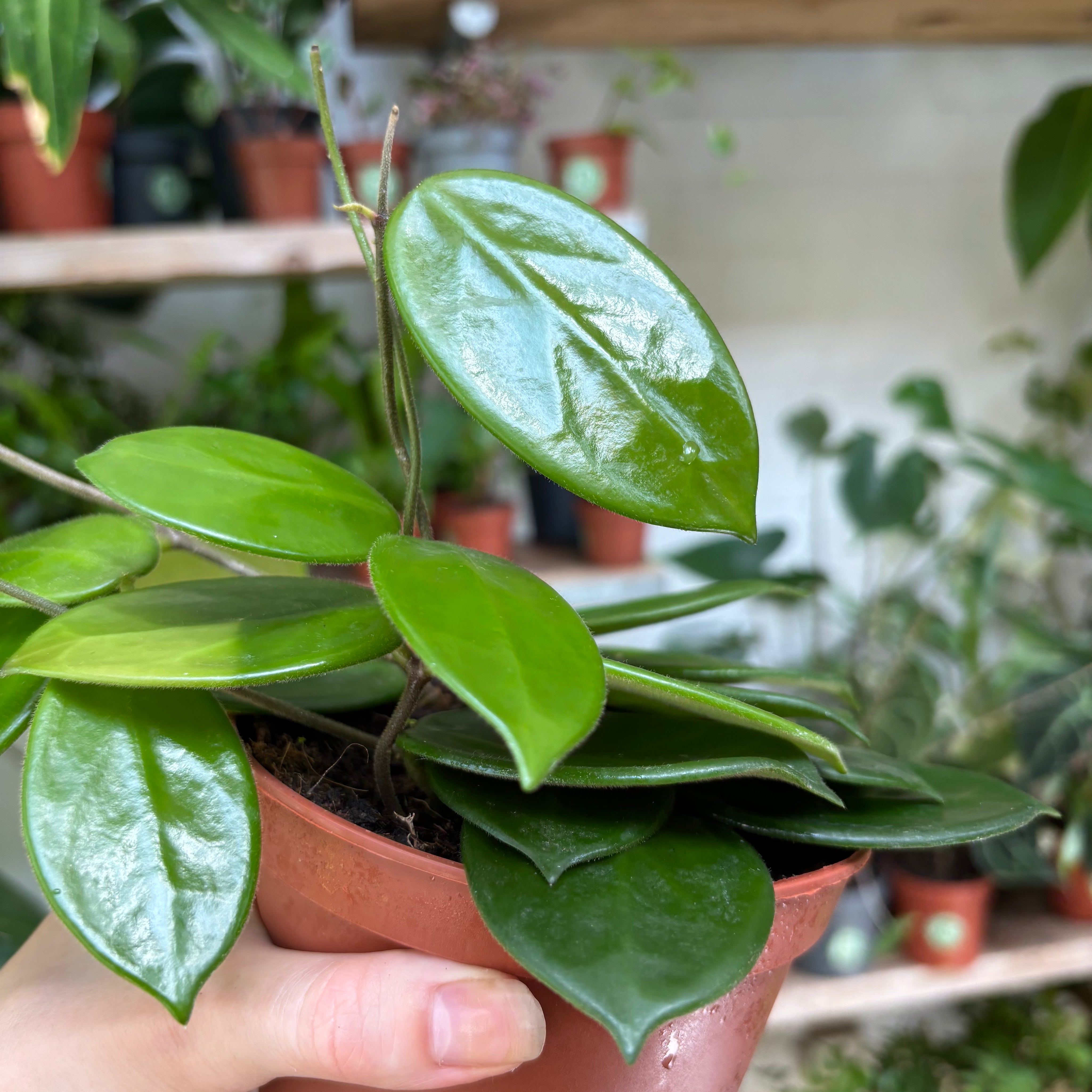 Hoya Vangviengiensis in a 11 - 13 cm pot at The Watered Garden