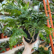 Humata Tyermannii in a 15 - 17 cm hanging pot at The Watered Garden