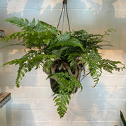 Humata Tyermannii in a 15 - 17 cm hanging pot at The Watered Garden