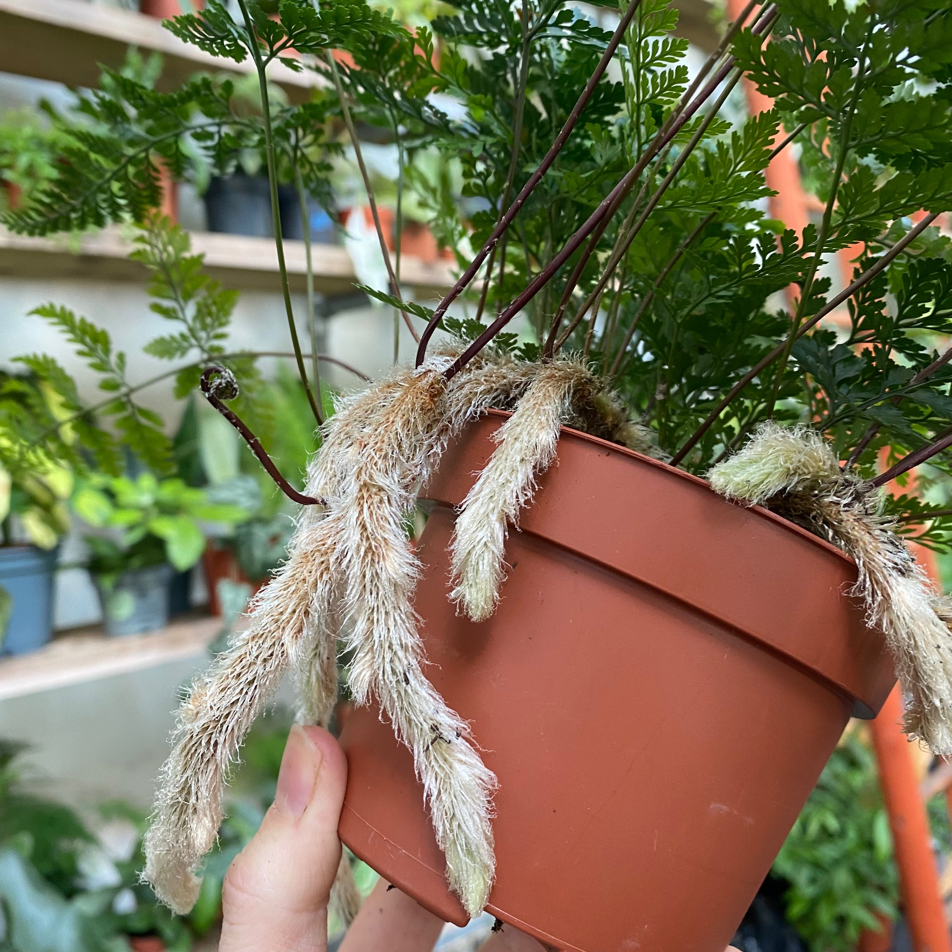 Humata Tyermannii in a 9 - 11 cm pot at The Watered Garden