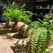 Kokedama Workshop