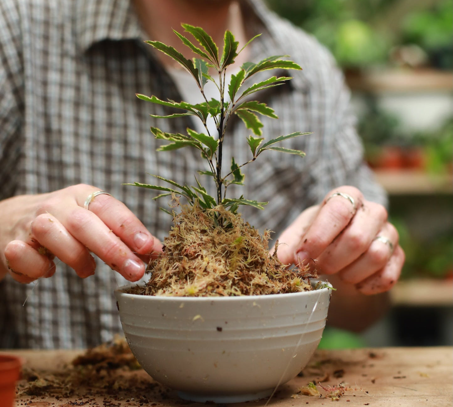 person making a kokedama