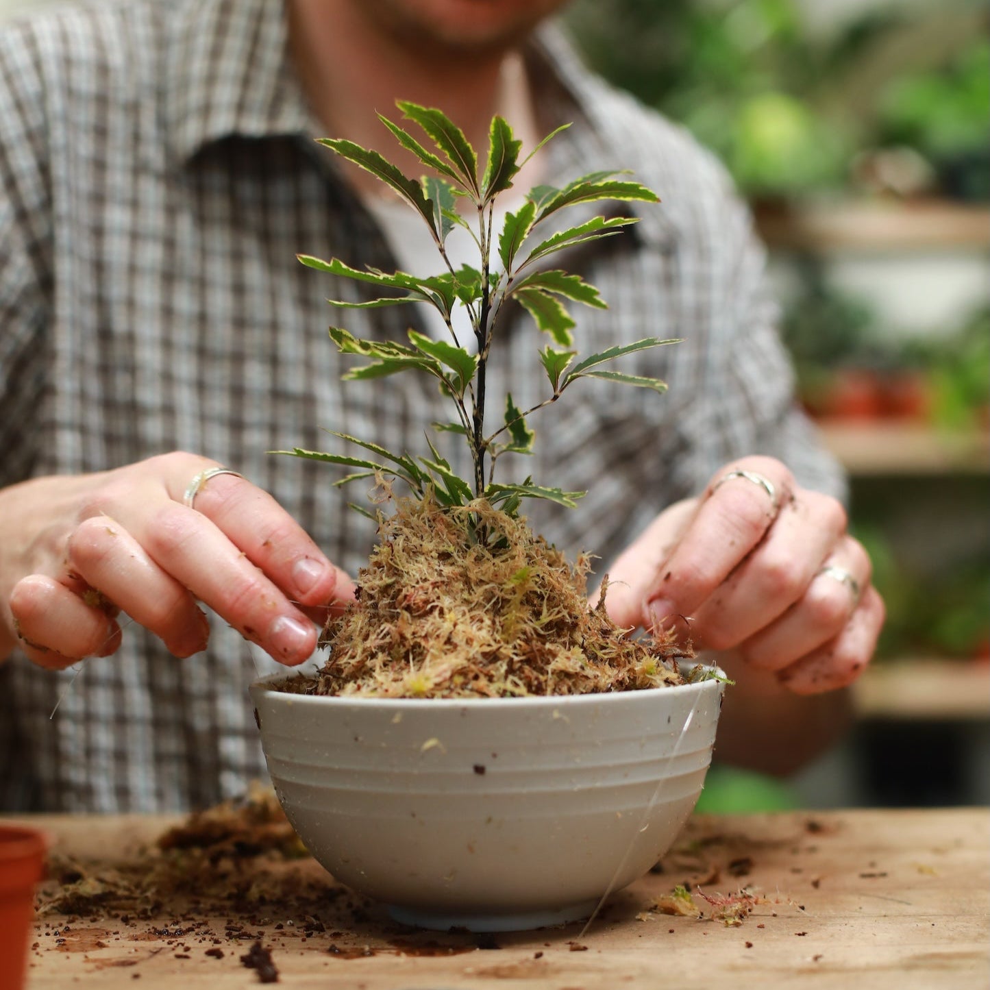 person making a kokedama