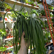 Lepismium Bolivianum in a 15 - 17 cm hanging pot at The Watered Garden