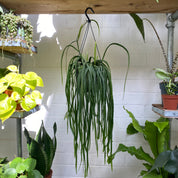 Lepismium Bolivianum in a 15 - 17 cm hanging pot at The Watered Garden