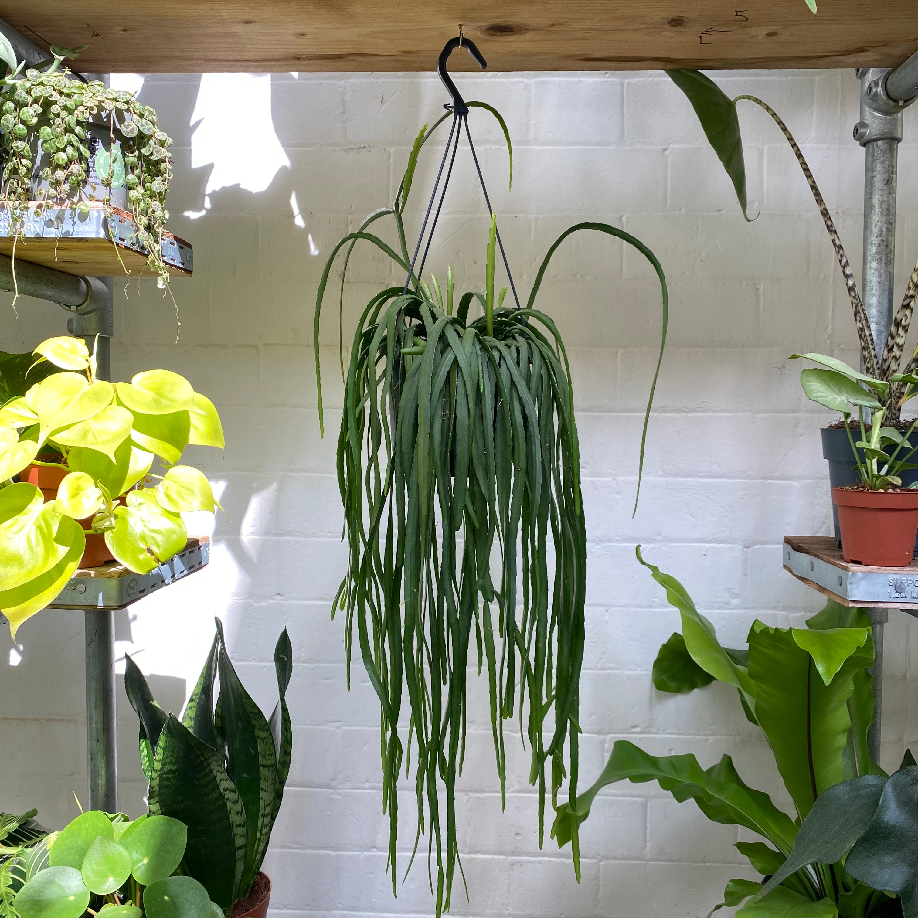 Lepismium Bolivianum in a 15 - 17 cm hanging pot at The Watered Garden