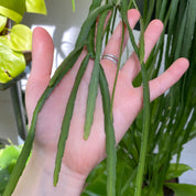 Lepismium Bolivianum in a 15 - 17 cm hanging pot at The Watered Garden