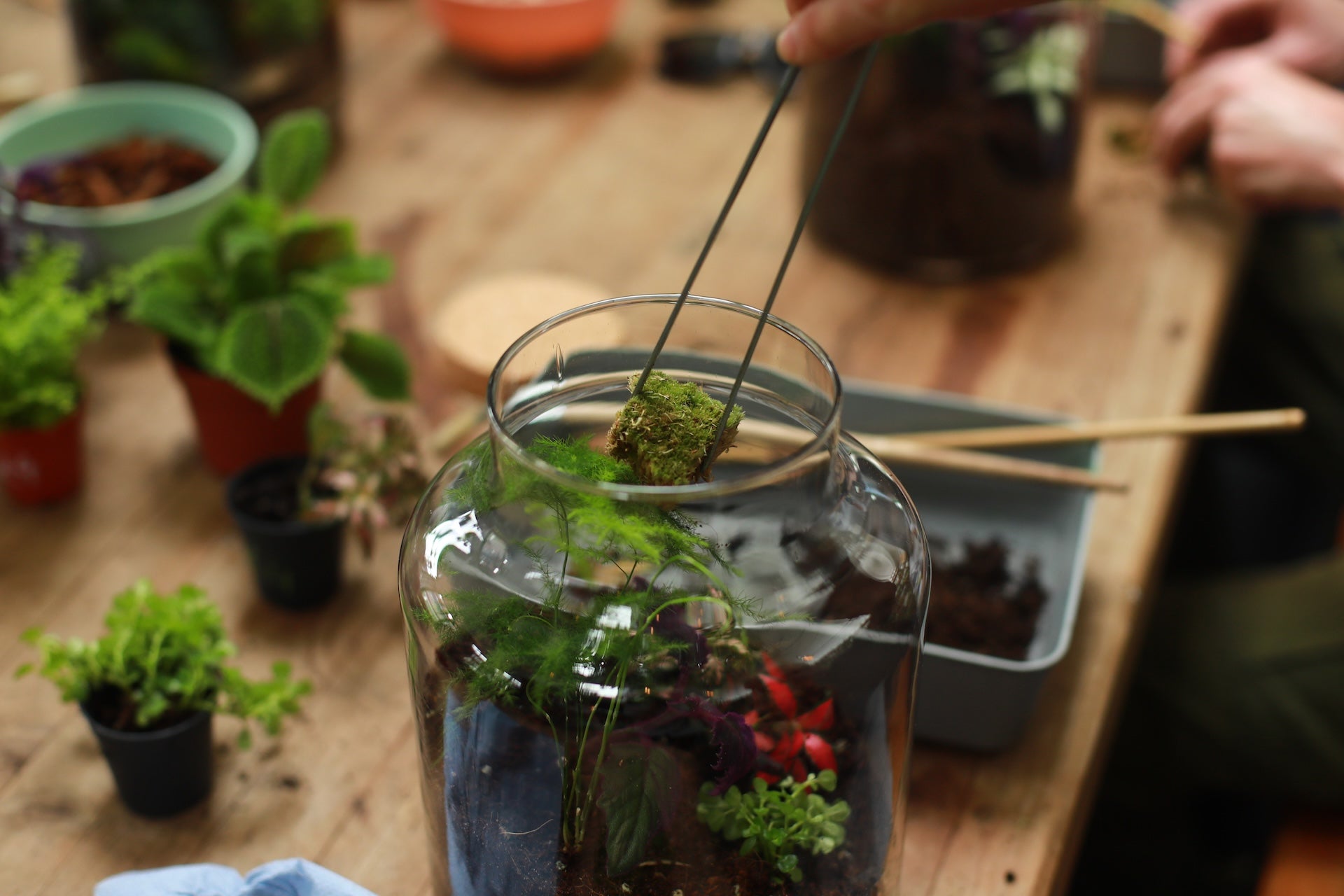 someone adding moss to a terrarium