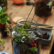 someone adding moss to a terrarium