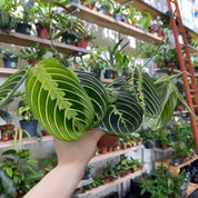 Maranta Leuconeura 'Lemon Lime' in a 11 - 13 cm pot at The Watered Garden