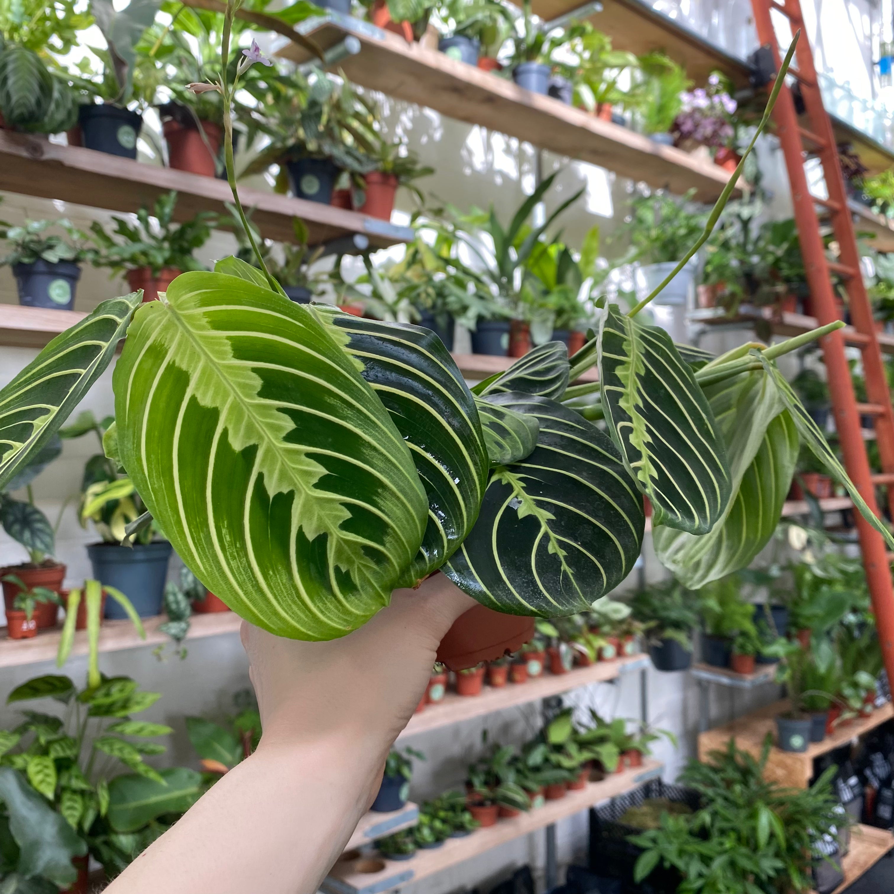 Maranta Leuconeura 'Lemon Lime' in a 11 - 13 cm pot at The Watered Garden